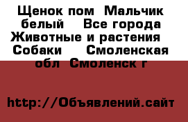 Щенок пом. Мальчик белый  - Все города Животные и растения » Собаки   . Смоленская обл.,Смоленск г.